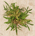 6" Fern Maidenhair Rosey 